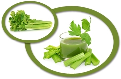 Celery Juice Concentrate USA